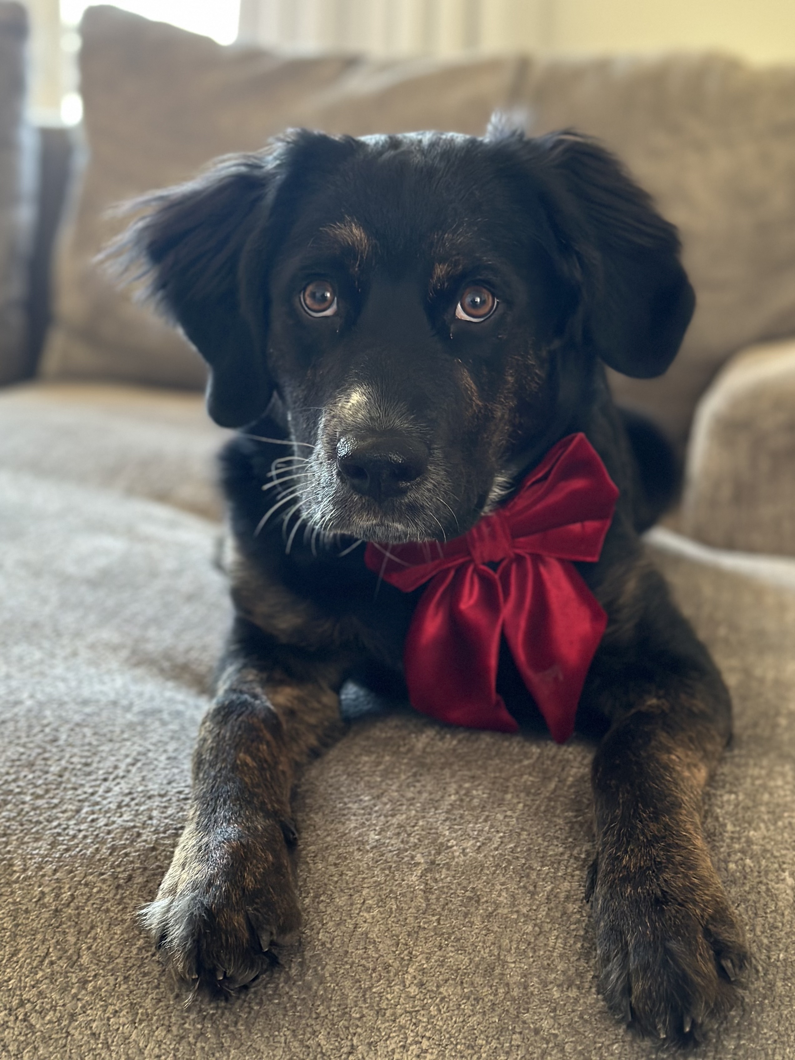 bowtieLuna